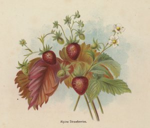 Alpine jordbær af English School